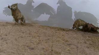 阿尔金山自然保护区：红外相机捕捉狼与兀鹫夺食大战