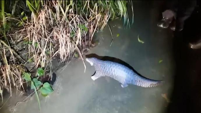 鄉(xiāng)間蓄水池來了一只穿山甲，警民攜手放歸大自然