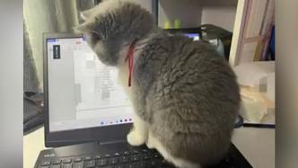 女生把猫写进毕业论文致谢，导师题字“少喵永不为恶虎”