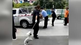 武汉一宠物店内多只小狗被民警带走，警方：核查狗证后已交还