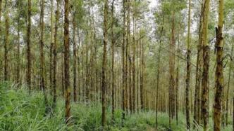 漳州市林业局：“桉树有毒”等说法主要是对桉树缺乏全面了解
