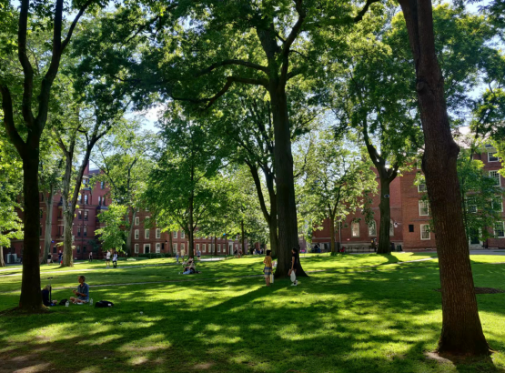 阿勒拉哈用镜头记录，哈佛大学校园的绿草如茵。
