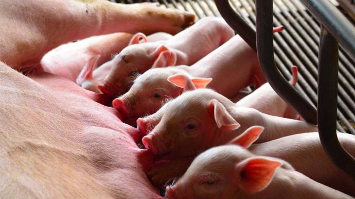 农业农村部审议并原则通过《生猪产能调控工作考核方案》