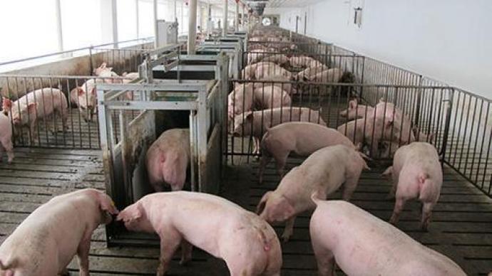 价格周报｜生猪价格连涨三月，各大生猪养殖企业如何看后市？