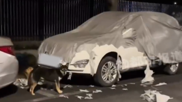 两只狗深夜咬碎路边汽车车罩当“床垫”