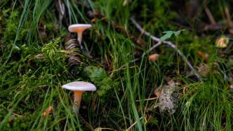 全国毒蘑菇中毒的发生起数和死亡人数明显降低