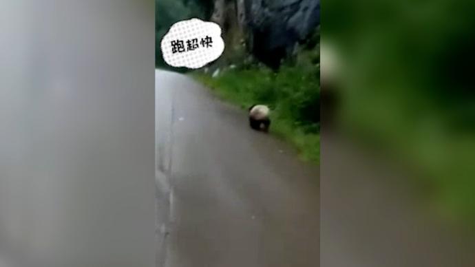 村民偶遇一路小跑的野生大熊猫，网友：小短腿跑超快