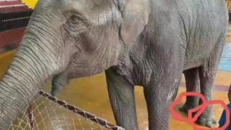 雅安碧峰峡动物园虐待大象？园方：大象健康，已取消行为展示