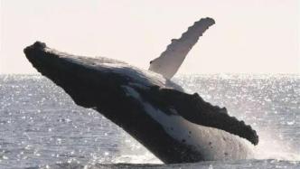 “嘭”，研究团队首次甄别出座头鲸一种新的社交发声信号