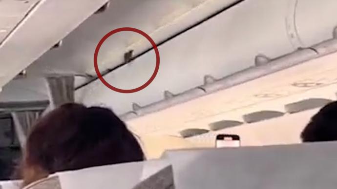 东航一客机高空飞行时舱内飞出小鸟，乘客：不知道从何而来