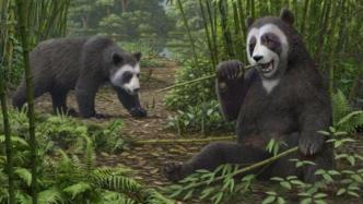 最新研究：熊猫食竹历史或可追溯到600万年前