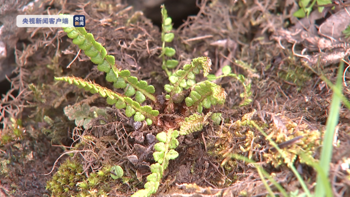 青海发现国家一级保护植物——玉龙蕨