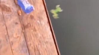 意外反转！爸爸带孩子放生小青蛙，刚放到河里就被大鱼吃掉