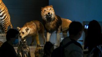 阔别112天后，上海自然博物馆今起恢复开放