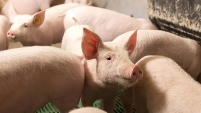國家發改委擬于4日召集大型豬企等開會，分析近期生豬市場形勢