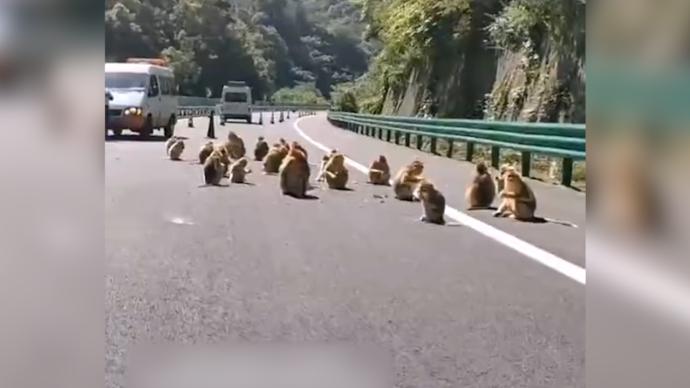 金丝猴群高速路上玩耍，被交警和森林公安联合“遣送”
