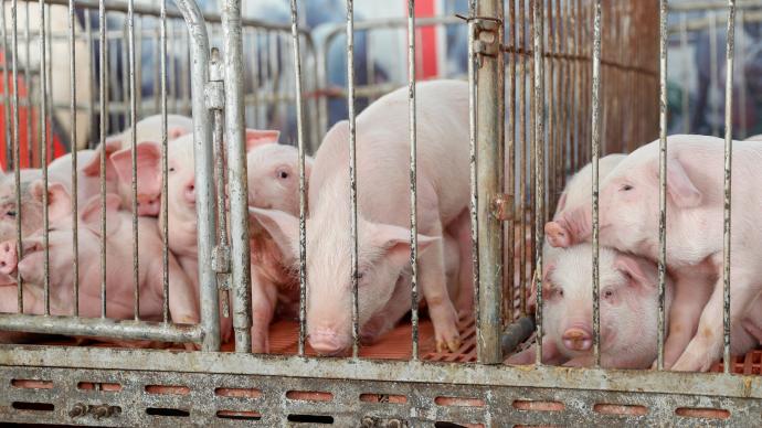 國家發改委開會防范生豬價格過快上漲，透露出了什么信號？