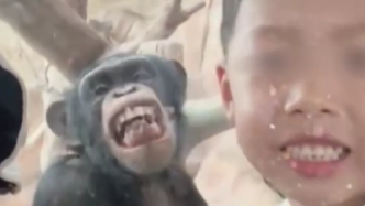 猩猩和小男孩合照时一起龇牙