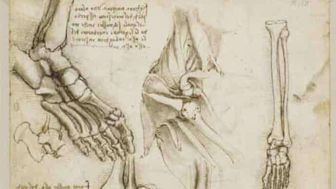 评展｜从达·芬奇素描到伯克的骨骼：解剖学的艺术、历史