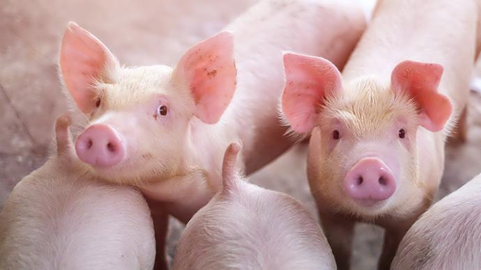 天邦食品：6月商品猪销售收入同比增20.8%