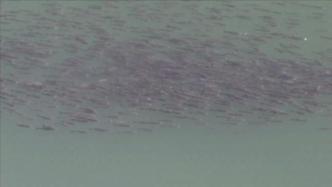 湖北宜昌一河段现大量野生鱼群“染”黑水面