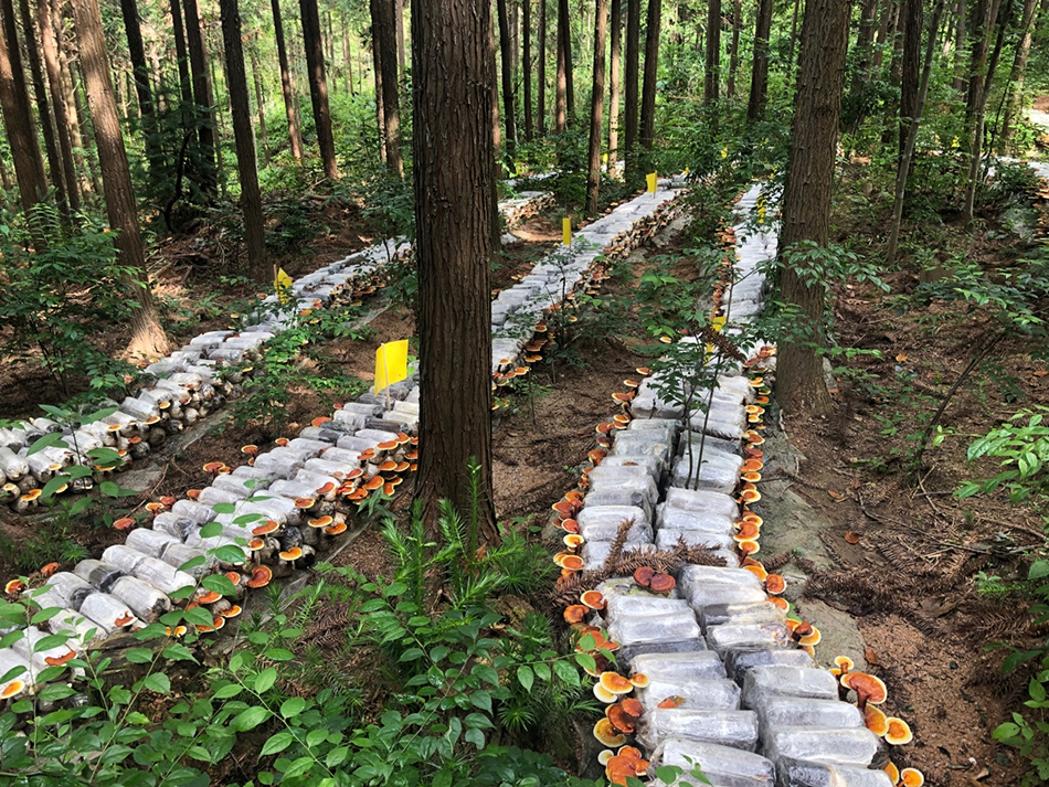 相比大棚种植,林下种植的食用菌口感好,经济效益高.