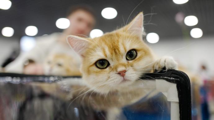 泰國報告全球首例新冠病毒貓傳人病例，因“打噴嚏”傳染