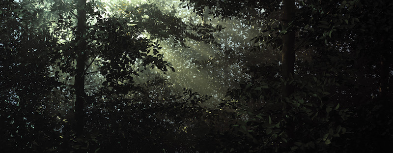托马斯·迪曼德，《林中空地》2003，彩色合剂冲印、迪亚赛克工艺装裱，192 × 495 cm。