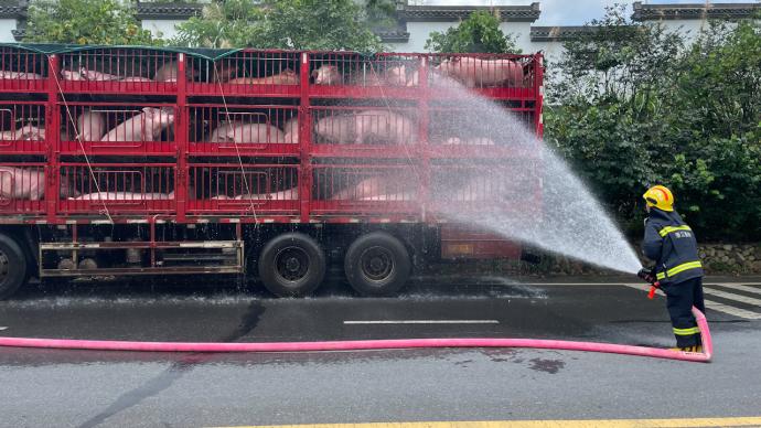 消防噴水降溫救回113頭豬，司機：“二師兄”高溫下中暑