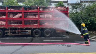 消防喷水降温救回113头猪，司机：“二师兄”高温下中暑