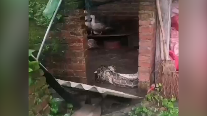 4米蟒蛇潜入鸭舍“大吃大喝”被捕获