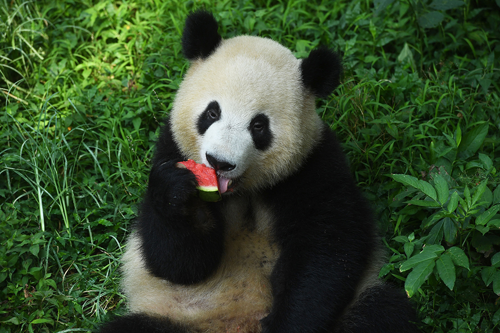 2021年7月29日,重慶市楊家坪動物園內的大熊貓正在吃西瓜.