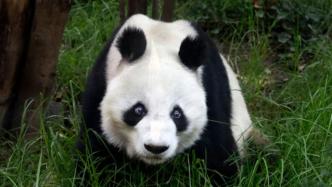早安·世界｜旅墨大熊猫“双双”35岁生日当天去世