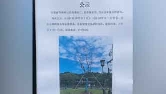 杭州西湖断桥附近两株柳树枯死，景区向市民公示拟申报砍伐