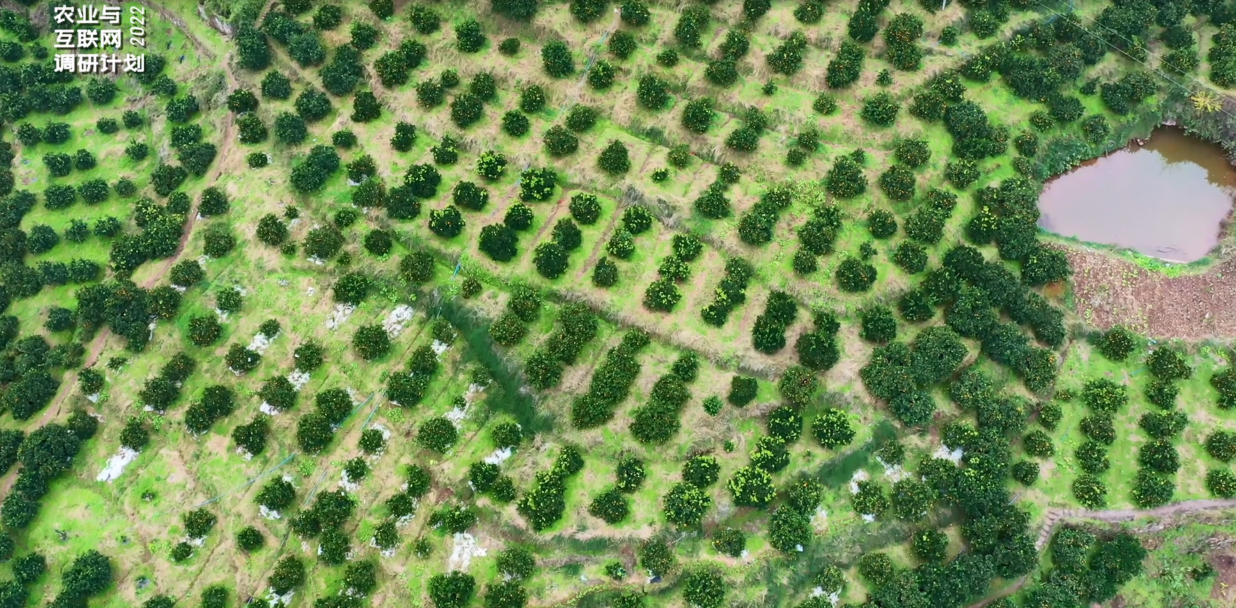 张格庄镇樱桃园鸟瞰图