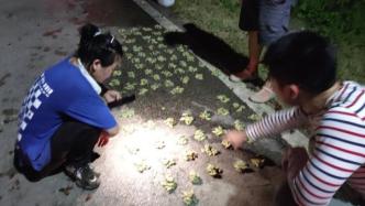 夏夜探访南京最大的“金蝉”市场：有人一晚捉两千只赚上千元