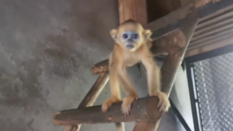 “老孙”来也！上海动物园首次官宣3个月大的川金丝猴老幺