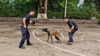 云南边境36只警犬年度集训画面