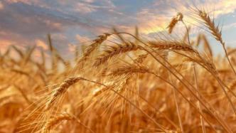 国际小麦价格回落，世界粮食危机解除？
