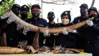 早安·世界｜六千多公斤！马来西亚破获史上最大象牙走私案