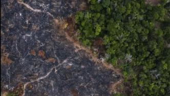 “地球之肺”缺氧，巴西亚马孙雨林上半年砍伐面积刷新记录