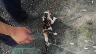 三只小奶猫在警方禁捕收缴的渔网里偷食被困，民警破网救猫