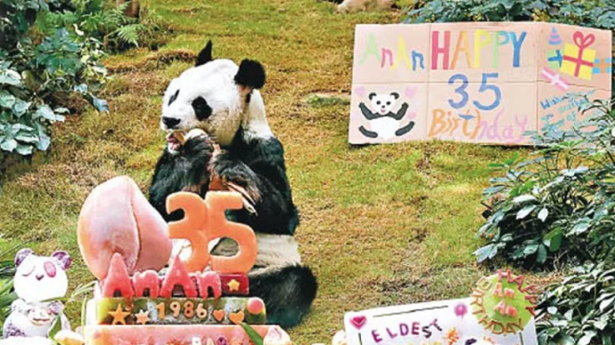 35歲大熊貓在香港接受安樂死：生前健康惡化，等同人類105歲