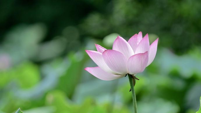 二十四節氣｜大暑：一年中最熱的夏天，古人如何消暑降溫？