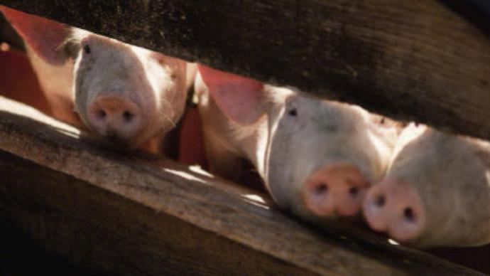 日本栃木縣出現豬瘟，將撲殺超5萬頭豬
