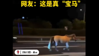 北京交警回应四环路上马匹夜奔：运马货车门没锁严，被马撞开
