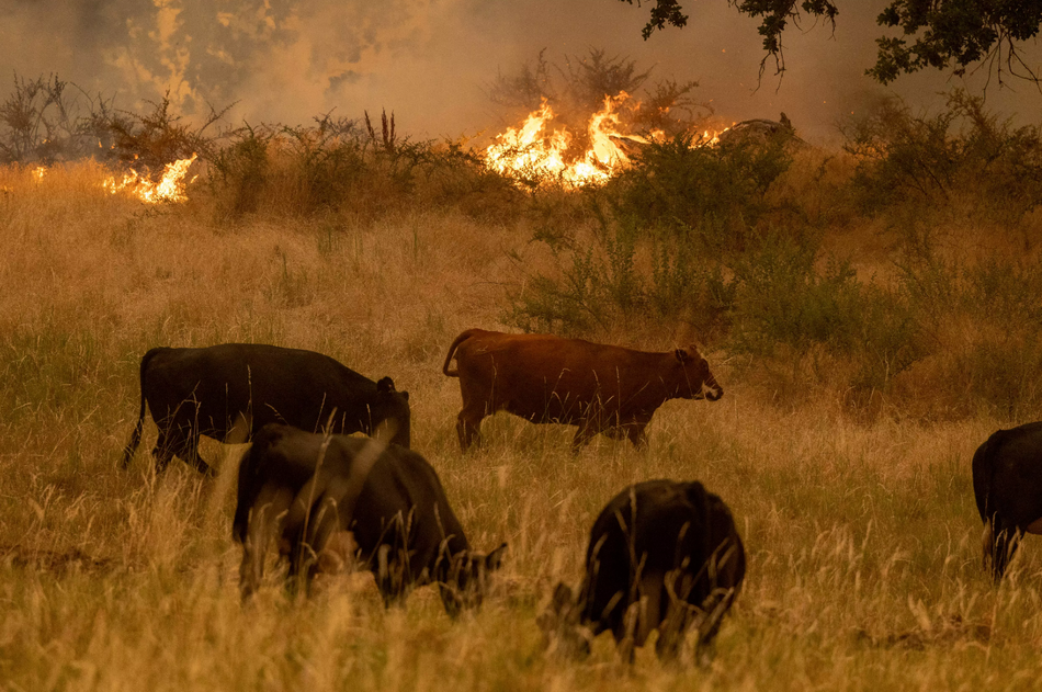 7 月 23 日，北加州橡树之火的火焰蔓延到牛群放牧的草地。.png