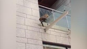 猕猴闯进深圳闹市居民区内攀爬，在围观中跑去公园消失身影