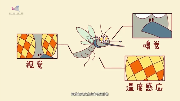 蚊子包是免疫系统战斗过的痕迹