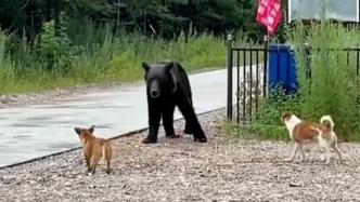 兄弟俩上山采山货偶遇黑熊，两只小狗上前阻拦